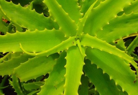 Aloe Aloe