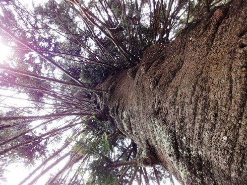 Largetree Largetree