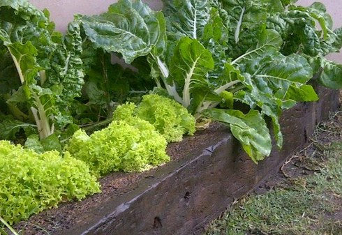 Veg Veg