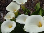 Arum