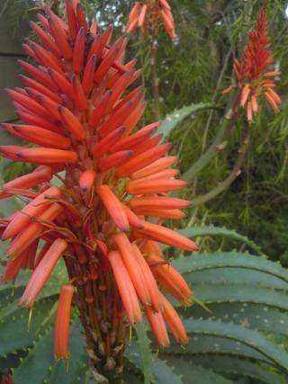 aloe flower