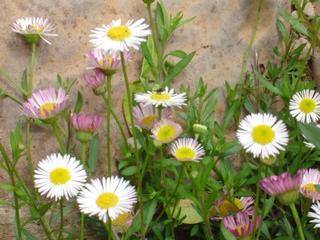 erigeron